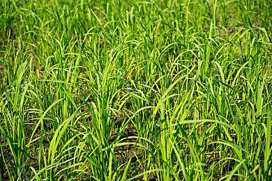 大学新研究NS奇葩屁股对战游戏发表 越害羞越容易亲密